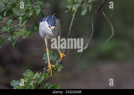 Nachtreiher Nycticorax nycticorax Geduldig harrt ein Nachtreiher auf einem über das Wasser ragenden AST und lauert auf Beutetiere., Ambra Toscana Italien *** Nachtreiher Nycticorax nycticorax Ein Nachtreiher wartet geduldig auf einem Ast über dem Wasser und liegt auf Beute , Ambra Toscana Italy Stockfoto