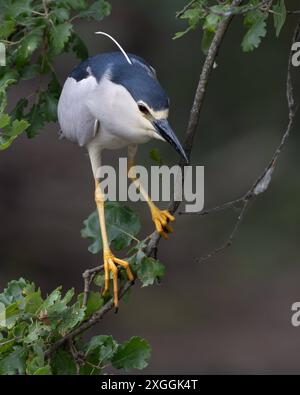 Nachtreiher Nycticorax nycticorax Geduldig harrt ein Nachtreiher auf einem über das Wasser ragenden AST und lauert auf Beutetiere., Ambra Toscana Italien *** Nachtreiher Nycticorax nycticorax Ein Nachtreiher wartet geduldig auf einem Ast über dem Wasser und liegt auf Beute , Ambra Toscana Italy Stockfoto