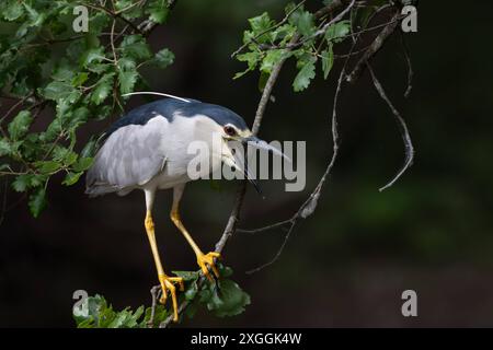 Nachtreiher Nycticorax nycticorax Geduldig harrt ein Nachtreiher auf einem über das Wasser ragenden AST und lauert auf Beutetiere., Ambra Toscana Italien *** Nachtreiher Nycticorax nycticorax Ein Nachtreiher wartet geduldig auf einem Ast über dem Wasser und liegt auf Beute , Ambra Toscana Italy Stockfoto