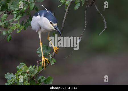 Nachtreiher Nycticorax nycticorax Geduldig harrt ein Nachtreiher auf einem über das Wasser ragenden AST und lauert auf Beutetiere., Ambra Toscana Italien *** Nachtreiher Nycticorax nycticorax Ein Nachtreiher wartet geduldig auf einem Ast über dem Wasser und liegt auf Beute , Ambra Toscana Italy Stockfoto