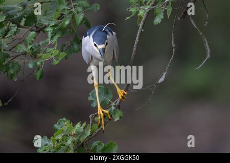 Nachtreiher Nycticorax nycticorax Geduldig harrt ein Nachtreiher auf einem über das Wasser ragenden AST und lauert auf Beutetiere., Ambra Toscana Italien *** Nachtreiher Nycticorax nycticorax Ein Nachtreiher wartet geduldig auf einem Ast über dem Wasser und liegt auf Beute , Ambra Toscana Italy Stockfoto