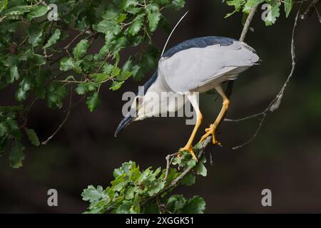 Nachtreiher Nycticorax nycticorax Geduldig harrt ein Nachtreiher auf einem über das Wasser ragenden AST und lauert auf Beutetiere., Ambra Toscana Italien *** Nachtreiher Nycticorax nycticorax Ein Nachtreiher wartet geduldig auf einem Ast über dem Wasser und liegt auf Beute , Ambra Toscana Italy Stockfoto