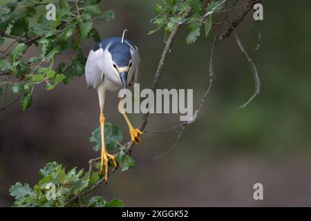 Nachtreiher Nycticorax nycticorax Geduldig harrt ein Nachtreiher auf einem über das Wasser ragenden AST und lauert auf Beutetiere., Ambra Toscana Italien *** Nachtreiher Nycticorax nycticorax Ein Nachtreiher wartet geduldig auf einem Ast über dem Wasser und liegt auf Beute , Ambra Toscana Italy Stockfoto