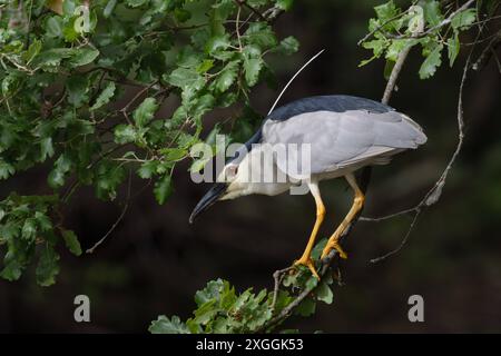 Nachtreiher Nycticorax nycticorax Geduldig harrt ein Nachtreiher auf einem über das Wasser ragenden AST und lauert auf Beutetiere., Ambra Toscana Italien *** Nachtreiher Nycticorax nycticorax Ein Nachtreiher wartet geduldig auf einem Ast über dem Wasser und liegt auf Beute , Ambra Toscana Italy Stockfoto