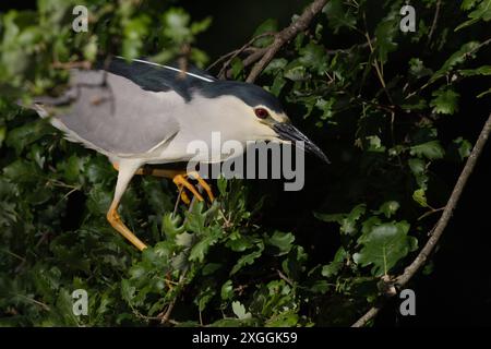 Nachtreiher Nycticorax nycticorax Geduldig harrt ein Nachtreiher auf einem über das Wasser ragenden AST und lauert auf Beutetiere., Ambra Toscana Italien *** Nachtreiher Nycticorax nycticorax Ein Nachtreiher wartet geduldig auf einem Ast über dem Wasser und liegt auf Beute , Ambra Toscana Italy Stockfoto