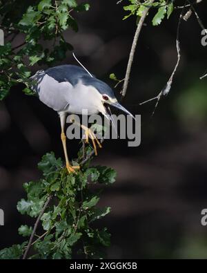 Nachtreiher Nycticorax nycticorax Geduldig harrt ein Nachtreiher auf einem über das Wasser ragenden AST und lauert auf Beutetiere., Ambra Toscana Italien *** Nachtreiher Nycticorax nycticorax Ein Nachtreiher wartet geduldig auf einem Ast über dem Wasser und liegt auf Beute , Ambra Toscana Italy Stockfoto