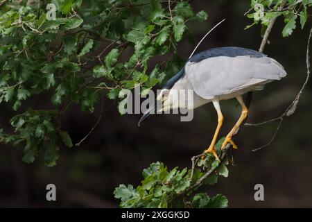 Nachtreiher Nycticorax nycticorax Geduldig harrt ein Nachtreiher auf einem über das Wasser ragenden AST und lauert auf Beutetiere., Ambra Toscana Italien *** Nachtreiher Nycticorax nycticorax Ein Nachtreiher wartet geduldig auf einem Ast über dem Wasser und liegt auf Beute , Ambra Toscana Italy Stockfoto