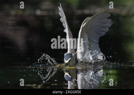 Nachtreiher Nycticorax nycticorax ein Nachtreiher stürzt sich in das Wasser und versucht ein Beutetier zu fangen., Ambra Toscana Italien *** Nachtreiher Nycticorax nycticorax Ein Nachtreiher stürzt sich ins Wasser und versucht eine Beute zu fangen , Ambra Toscana Italy Stockfoto