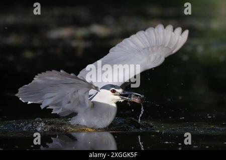 Nachtreiher Nycticorax nycticorax ein Nachtreiher stürzt sich in das Wasser und fängt ein Beutetier., Ambra Toscana Italien *** Nachtreiher Nycticorax nycticorax Ein Nachtreiher taucht ins Wasser und fängt eine Beute , Ambra Toscana Italien Stockfoto