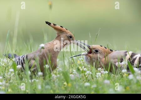 Wiedehopf Upupa epops Brautgeschenk eines Wiedehopfmännchens an seine Partnerin., Ambra Toscana Italien *** Wiedehopf Upupa epops männliche Wiedehopos Brautgeschenk an seine Partnerin, Ambra Toscana Italien Stockfoto