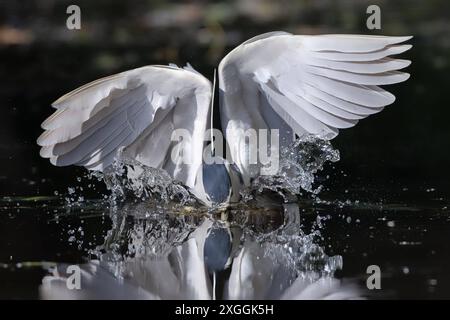 Nachtreiher Nycticorax nycticorax ein Nachtreiher stürzt sich in das Wasser und versucht ein Beutetier zu fangen., Ambra Toscana Italien *** Nachtreiher Nycticorax nycticorax Ein Nachtreiher stürzt sich ins Wasser und versucht eine Beute zu fangen , Ambra Toscana Italy Stockfoto