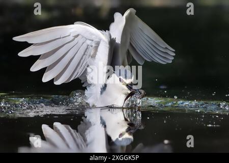 Nachtreiher Nycticorax nycticorax ein Nachtreiher stürzt sich in das Wasser und fängt ein Beutetier., Ambra Toscana Italien *** Nachtreiher Nycticorax nycticorax Ein Nachtreiher taucht ins Wasser und fängt eine Beute , Ambra Toscana Italien Stockfoto