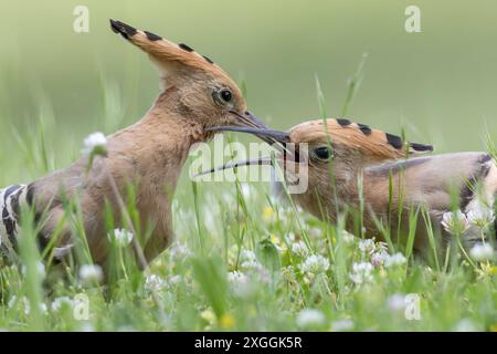 Wiedehopf Upupa epops Brautgeschenk eines Wiedehopfmännchens an seine Partnerin., Ambra Toscana Italien *** Wiedehopf Upupa epops männliche Wiedehopos Brautgeschenk an seine Partnerin, Ambra Toscana Italien Stockfoto