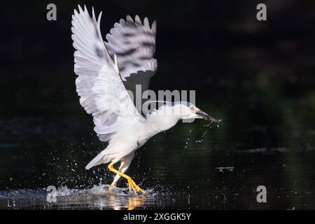 Nachtreiher Nycticorax nycticorax ein Nachtreiher hat einen Molch gefangen und fliegt mit der Beute ans Ufer., Ambra Toscana Italien *** Nachtreiher Nycticorax nycticorax Ein Nachtreiher hat einen Molch gefangen und fliegt mit seiner Beute, Ambra Toscana Italien, ans Ufer Stockfoto