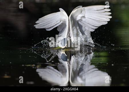 Nachtreiher Nycticorax nycticorax ein Nachtreiher stürzt sich in das Wasser und versucht ein Beutetier zu fangen., Ambra Toscana Italien *** Nachtreiher Nycticorax nycticorax Ein Nachtreiher stürzt sich ins Wasser und versucht eine Beute zu fangen , Ambra Toscana Italy Stockfoto