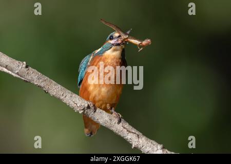 Eisvogel Alcedo atthis ein Eisvogelmännchen hat einen Molch gefangen und schleudert diesen im Schnabel umher, bevor er ihn verschlingen kann., Ambra Toscana Italien *** Eisvogelmännchen hat einen Molch gefangen und schleudert diesen im Schnabel umher, bevor er ihn verschlingen kann Stockfoto