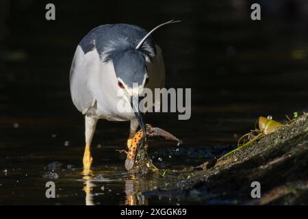 Nachtreiher Nycticorax nycticorax ein Nachtreiher hat einen Molch gefangen und säubert ihn durch mehrmaliges Eintauchen ins Wasser bevor er ihn verschlingt., Ambra Toscana Italien *** Nachtreiher Nycticorax nycticorax Ein Nachtreiher hat einen Molch gefangen und reinigt ihn, indem er ihn mehrmals ins Wasser taucht, bevor er ihn schluckt Stockfoto