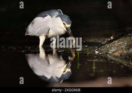 Nachtreiher Nycticorax nycticorax ein Nachtreiher hat einen Molch gefangen und säubert ihn durch mehrmaliges Eintauchen ins Wasser bevor er ihn verschlingt., Ambra Toscana Italien *** Nachtreiher Nycticorax nycticorax Ein Nachtreiher hat einen Molch gefangen und reinigt ihn, indem er ihn mehrmals ins Wasser taucht, bevor er ihn schluckt Stockfoto