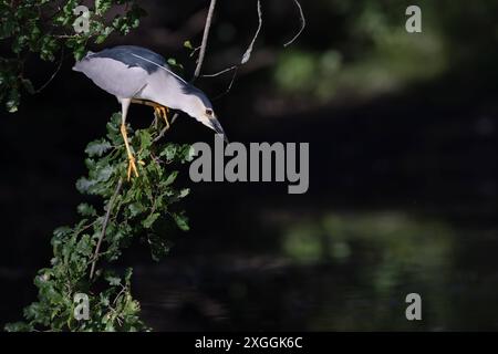 Nachtreiher Nycticorax nycticorax Geduldig harrt ein Nachtreiher auf einem über das Wasser ragenden AST und lauert auf Beutetiere., Ambra Toscana Italien *** Nachtreiher Nycticorax nycticorax Ein Nachtreiher wartet geduldig auf einem Ast über dem Wasser und liegt auf Beute , Ambra Toscana Italy Stockfoto