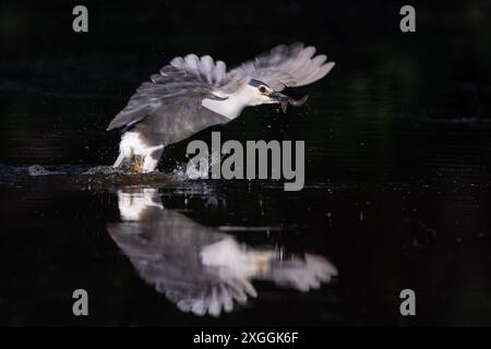 Nachtreiher Nycticorax nycticorax ein Nachtreiher hat einen Molch gefangen und fliegt mit der Beute ans Ufer., Ambra Toscana Italien *** Nachtreiher Nycticorax nycticorax Ein Nachtreiher hat einen Molch gefangen und fliegt mit seiner Beute, Ambra Toscana Italien, ans Ufer Stockfoto