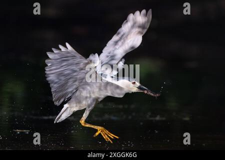 Nachtreiher Nycticorax nycticorax ein Nachtreiher hat einen Molch gefangen und fliegt mit der Beute ans Ufer., Ambra Toscana Italien *** Nachtreiher Nycticorax nycticorax Ein Nachtreiher hat einen Molch gefangen und fliegt mit seiner Beute, Ambra Toscana Italien, ans Ufer Stockfoto