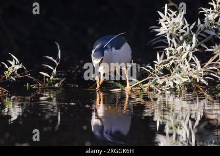 Nachtreiher Nycticorax nycticorax ein Nachtreiher hat einen Molch gefangen und säubert ihn durch mehrmaliges Eintauchen ins Wasser bevor er ihn verschlingt., Ambra Toscana Italien *** Nachtreiher Nycticorax nycticorax Ein Nachtreiher hat einen Molch gefangen und reinigt ihn, indem er ihn mehrmals ins Wasser taucht, bevor er ihn schluckt Stockfoto