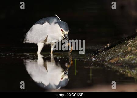 Nachtreiher Nycticorax nycticorax ein Nachtreiher hat einen Molch gefangen und säubert ihn durch mehrmaliges Eintauchen ins Wasser bevor er ihn verschlingt., Ambra Toscana Italien *** Nachtreiher Nycticorax nycticorax Ein Nachtreiher hat einen Molch gefangen und reinigt ihn, indem er ihn mehrmals ins Wasser taucht, bevor er ihn schluckt Stockfoto