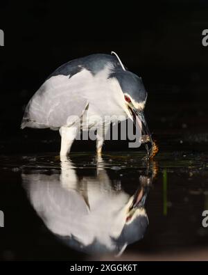 Nachtreiher Nycticorax nycticorax ein Nachtreiher hat einen Molch gefangen und säubert ihn durch mehrmaliges Eintauchen ins Wasser bevor er ihn verschlingt., Ambra Toscana Italien *** Nachtreiher Nycticorax nycticorax Ein Nachtreiher hat einen Molch gefangen und reinigt ihn, indem er ihn mehrmals ins Wasser taucht, bevor er ihn schluckt Stockfoto