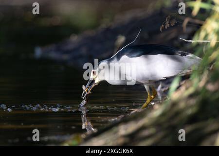 Nachtreiher Nycticorax nycticorax ein Nachtreiher hat einen Molch gefangen und säubert ihn durch mehrmaliges Eintauchen ins Wasser bevor er ihn verschlingt., Ambra Toscana Italien *** Nachtreiher Nycticorax nycticorax Ein Nachtreiher hat einen Molch gefangen und reinigt ihn, indem er ihn mehrmals ins Wasser taucht, bevor er ihn schluckt Stockfoto