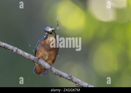 Eisvogel Alcedo atthis Eisvogelmännchen schüttelt einen soeben gefangenes Beutetier und schlägt es gegen den Ansitzast., Ambra Toscana Italien *** Eisvogel Alcedo atthis männliche Eisvogelmännchen schüttelt eine gerade Gefangene Beute und schlägt es gegen den hockenden Ast, Ambra Toscana Italien Stockfoto