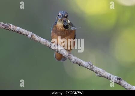 Eisvogel Alcedo atthis Eisvogelmännchen schüttelt einen soeben gefangenes Beutetier und schlägt es gegen den Ansitzast., Ambra Toscana Italien *** Eisvogel Alcedo atthis männliche Eisvogelmännchen schüttelt eine gerade Gefangene Beute und schlägt es gegen den hockenden Ast, Ambra Toscana Italien Stockfoto