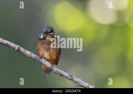 Eisvogel Alcedo atthis Eisvogelmännchen schüttelt einen soeben gefangenes Beutetier und schlägt es gegen den Ansitzast., Ambra Toscana Italien *** Eisvogel Alcedo atthis männliche Eisvogelmännchen schüttelt eine gerade Gefangene Beute und schlägt es gegen den hockenden Ast, Ambra Toscana Italien Stockfoto