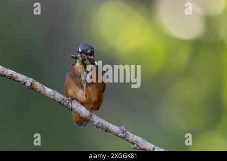 Eisvogel Alcedo atthis Eisvogelmännchen schüttelt einen soeben gefangenes Beutetier und schlägt es gegen den Ansitzast., Ambra Toscana Italien *** Eisvogel Alcedo atthis männliche Eisvogelmännchen schüttelt eine gerade Gefangene Beute und schlägt es gegen den hockenden Ast, Ambra Toscana Italien Stockfoto