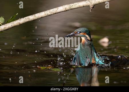 Eisvogel Alcedo atthis Stoßtauchen eines Eisvogelmännchens., Ambra Toscana Italien *** Kingfisher Alcedo atthis Male kingfisher Diving, Ambra Toscana Italien Stockfoto