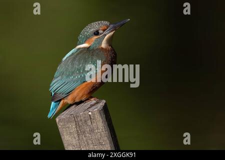 Eisvogel Alcedo atthis von einer Sitzwarte aus beobachtet ein Eisvogelmännchen die Umgebung., Ambra Toscana Italien *** Eisvogel Alcedo atthis A männlichen eisvogelvogel beobachtet die Umgebung von einem Barsch aus , Ambra Toscana Italien Stockfoto