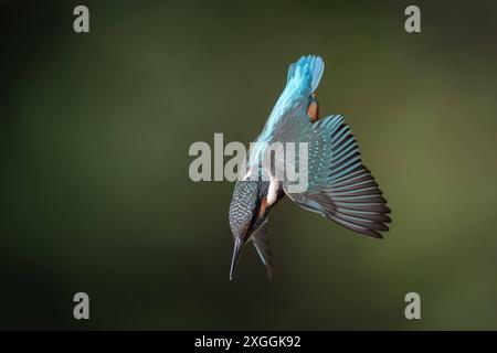 Eisvogel Alcedo atthis Stoßtauchen eines Eisvogelmännchens., Ambra Toscana Italien *** Kingfisher Alcedo atthis Male kingfisher Diving, Ambra Toscana Italien Stockfoto