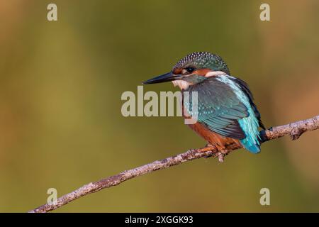 Eisvogel Alcedo atthis von einer Sitzwarte aus beobachtet ein Eisvogelmännchen die Wasseroberfläche und lauert auf Beute., Ambra Toscana Italien *** Eisvogel Alcedo atthis A männliche eisvogelmännchen beobachtet die Wasseroberfläche von einer Barsche aus und lauert auf Beute, Ambra Toscana Italien Stockfoto