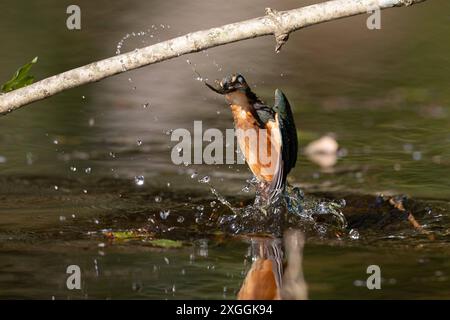 Eisvogel Alcedo atthis Stoßtauchen eines Eisvogelmännchens., Ambra Toscana Italien *** Kingfisher Alcedo atthis Male kingfisher Diving, Ambra Toscana Italien Stockfoto