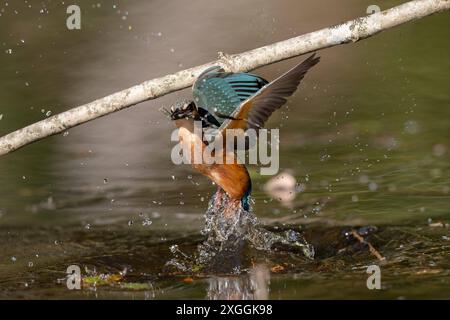 Eisvogel Alcedo atthis Stoßtauchen eines Eisvogelmännchens., Ambra Toscana Italien *** Kingfisher Alcedo atthis Male kingfisher Diving, Ambra Toscana Italien Stockfoto