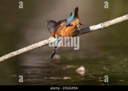 Eisvogel Alcedo atthis Stoßtauchen eines Eisvogelmännchens., Ambra Toscana Italien *** Kingfisher Alcedo atthis Male kingfisher Diving, Ambra Toscana Italien Stockfoto