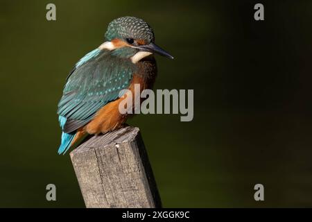 Eisvogel Alcedo atthis von einer Sitzwarte aus beobachtet ein Eisvogelmännchen die Wasseroberfläche und lauert auf Beute., Ambra Toscana Italien *** Eisvogel Alcedo atthis A männliche eisvogelmännchen beobachtet die Wasseroberfläche von einer Barsche aus und lauert auf Beute, Ambra Toscana Italien Stockfoto