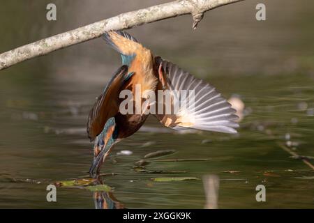 Eisvogel Alcedo atthis Stoßtauchen eines Eisvogelmännchens., Ambra Toscana Italien *** Kingfisher Alcedo atthis Male kingfisher Diving, Ambra Toscana Italien Stockfoto