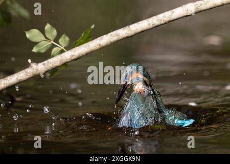 Eisvogel Alcedo atthis Stoßtauchen eines Eisvogelmännchens., Ambra Toscana Italien *** Kingfisher Alcedo atthis Male kingfisher Diving, Ambra Toscana Italien Stockfoto