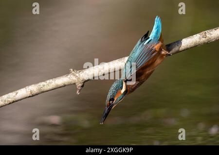 Eisvogel Alcedo atthis Stoßtauchen eines Eisvogelmännchens., Ambra Toscana Italien *** Kingfisher Alcedo atthis Male kingfisher Diving, Ambra Toscana Italien Stockfoto