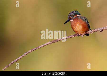 Eisvogel Alcedo atthis von einer Sitzwarte aus beobachtet ein Eisvogelmännchen die Wasseroberfläche und lauert auf Beute., Ambra Toscana Italien *** Eisvogel Alcedo atthis A männliche eisvogelmännchen beobachtet die Wasseroberfläche von einer Barsche aus und lauert auf Beute, Ambra Toscana Italien Stockfoto