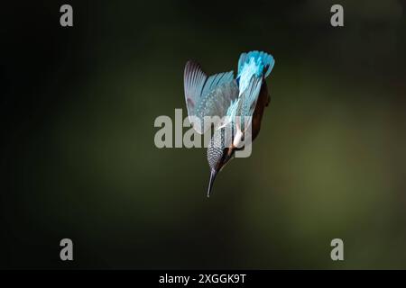 Eisvogel Alcedo atthis Stoßtauchen eines Eisvogelmännchens., Ambra Toscana Italien *** Kingfisher Alcedo atthis Male kingfisher Diving, Ambra Toscana Italien Stockfoto