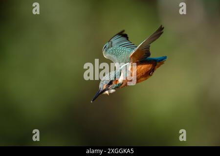 Eisvogel Alcedo atthis Stoßtauchen eines Eisvogelmännchens., Ambra Toscana Italien *** Kingfisher Alcedo atthis Male kingfisher Diving, Ambra Toscana Italien Stockfoto