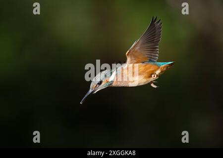 Eisvogel Alcedo atthis Stoßtauchen eines Eisvogelmännchens., Ambra Toscana Italien *** Kingfisher Alcedo atthis Male kingfisher Diving, Ambra Toscana Italien Stockfoto