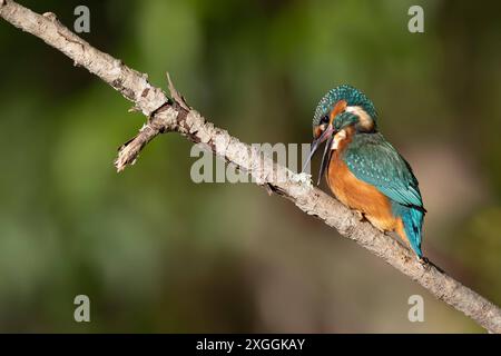 Eisvogel Alcedo atthis ein Eisvogelmännchen hockt auf einem Ansitzast., Ambra Toscana Italien *** Eisvogel Alcedo atthis Ein männlicher eisvogelmännchen hockt auf einem hockenden Zweig, Ambra Toscana Italien Stockfoto