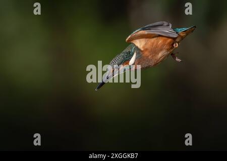 Eisvogel Alcedo atthis Stoßtauchen eines Eisvogelmännchens., Ambra Toscana Italien *** Kingfisher Alcedo atthis Male kingfisher Diving, Ambra Toscana Italien Stockfoto